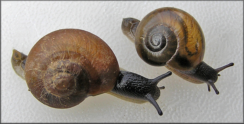 Mesomphix vulgatus H. B. Baker, 1933 Common Button Juvenile