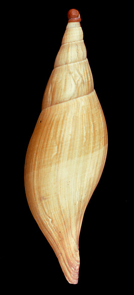 Scaphella macginnorum García and Emerson, 1987 Holotype