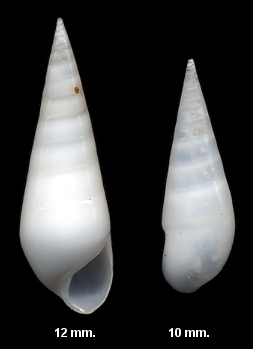 Melanella eburnea (Mhlfeld, 1824)