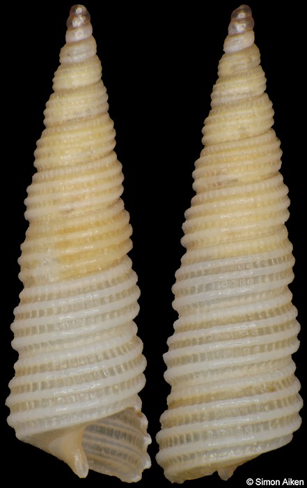 Cerithiopsis shepstonensis Tomlin, 1923