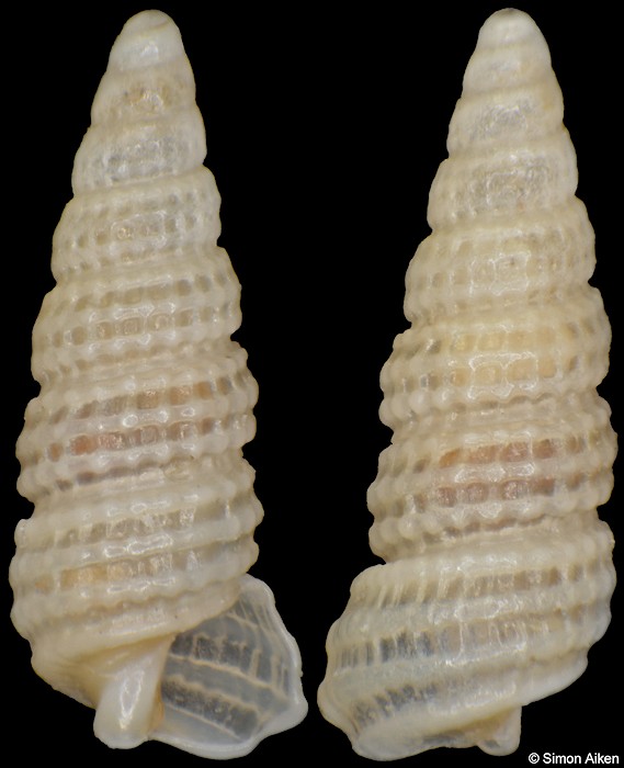 Cerithiopsis cf. chapmaniana E. A. Smith, 1906