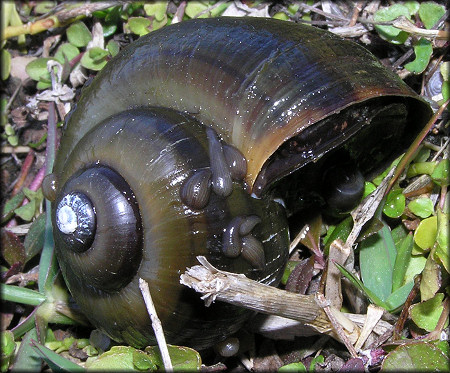 Pomacea paludosa With Leeches Attached (shell about 45 mm.)