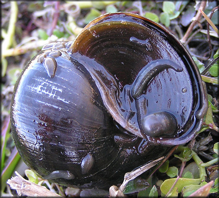 Pomacea paludosa With Leeches Attached (shell about 45 mm.)