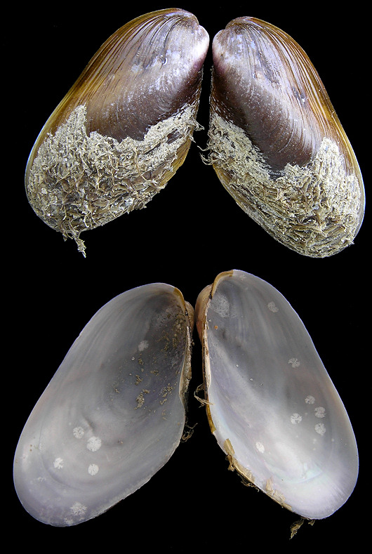 Modiolus  squamosus Beauperthuy, 1967 Southern Horsemussel