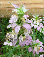 Spotted Beebalm [Monarda punctata]