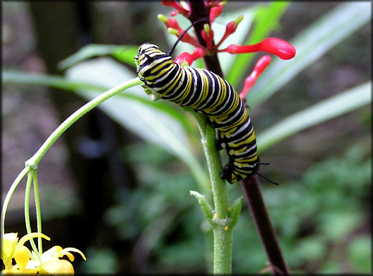 Monarch Larva [Danaus plexippus]