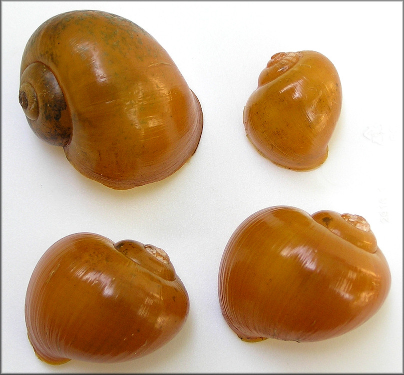 Pomacea paludosa (Say, 1829) Florida Applesnail Rare Gold Specimens