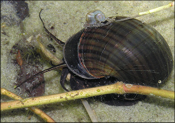 Pomacea paludosa At The Lake In Search Of food (4/16/2006)