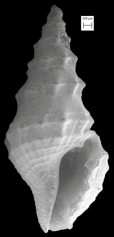 Glyphostomops marionae (Fargo, 1953) Fossil