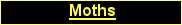 Moths