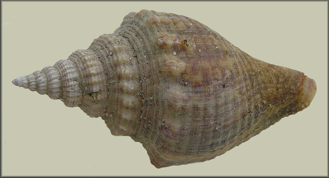 Strombus alatus Gmelin, 1791 Florida Fighting Conch Juvenile