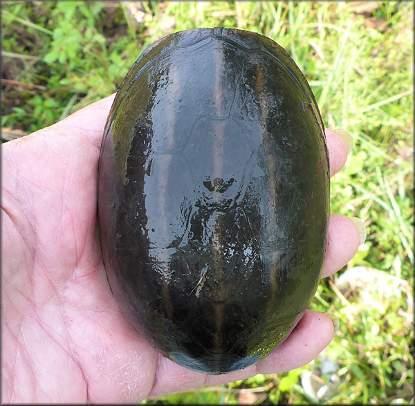 Kinosternon baurii Three-striped Mud Turtle