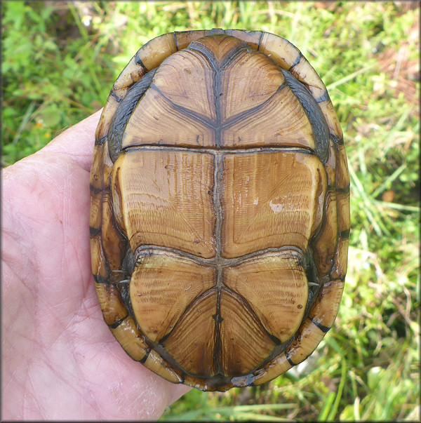 Kinosternon baurii Three-striped Mud Turtle