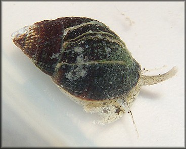 Ilyanassa obsoleta (Say, 1822) Eastern Mudsnail