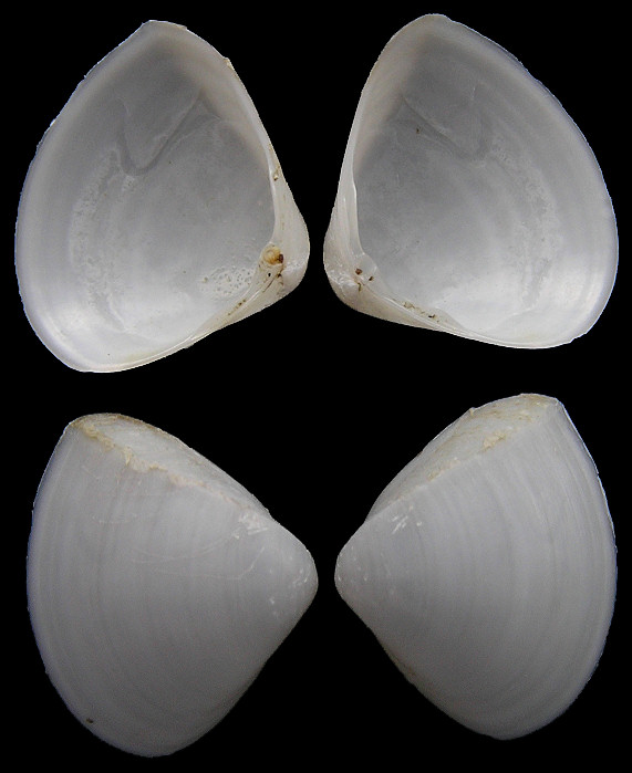 Mulinia lateralis (Say, 1822) Dwarf Surfclam