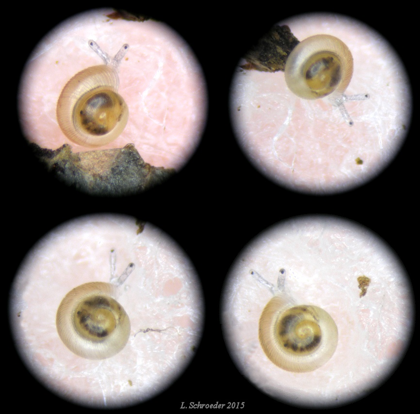 Punctum minutissimum (I. Lea, 1841) Small Spot Juvenile