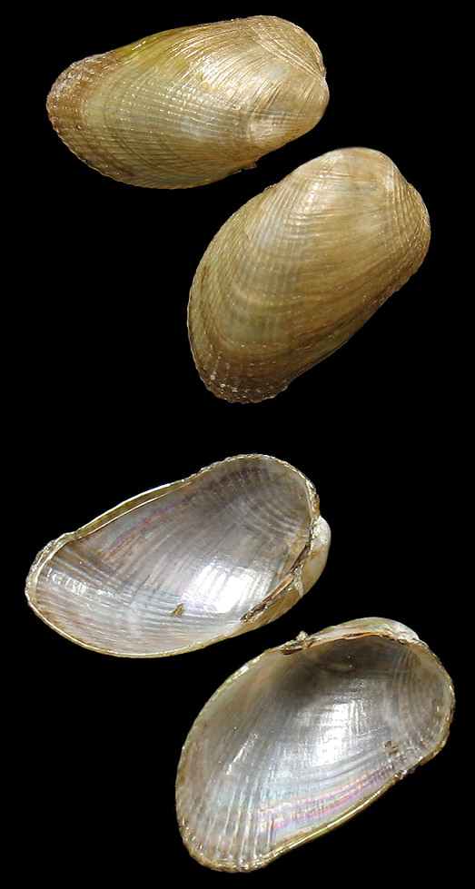 Musculus lateralis (Say, 1822) Lateral Mussel