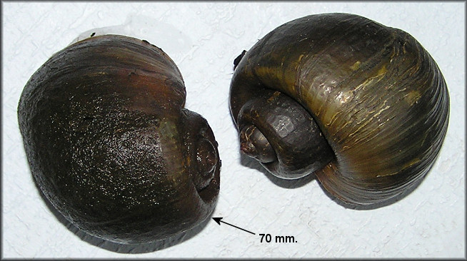 Pomacea canaliculata (Lamarck, 1822) Species Variability