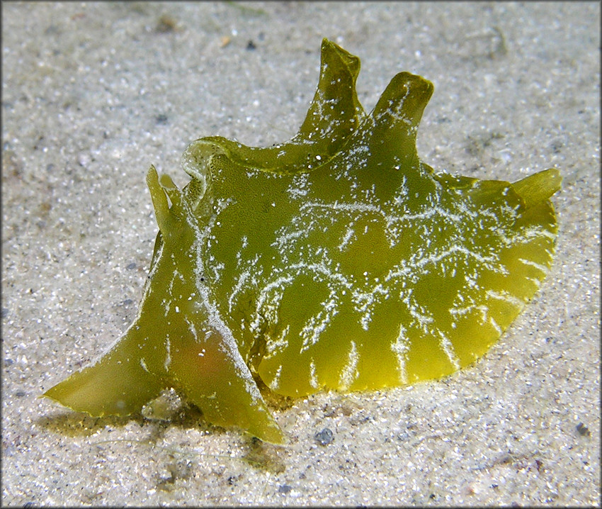 Syphonota geographica (A. Adams and Reeve, 1850) 