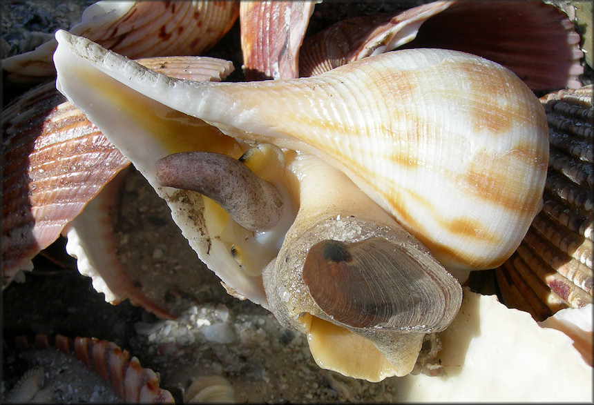 Fulguropsis spirata (Lamarck, 1816) Pear Whelk Living Specimen