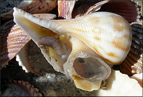 Fulguropsis spirata (Lamarck, 1816) Pear Whelk Living Specimen