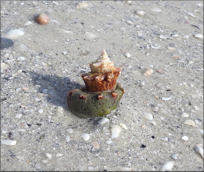 Strombus alatus Gmelin, 1791 Florida Fighting Conch Freak