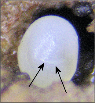 Striatura meridionalis (Pilsbry and Ferriss, 1906) Southern Striate Egg