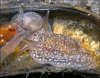 Pleurobranchaea inconspicua Bergh, 1897 Inconspicuous Sidegill-slug Laying Eggs