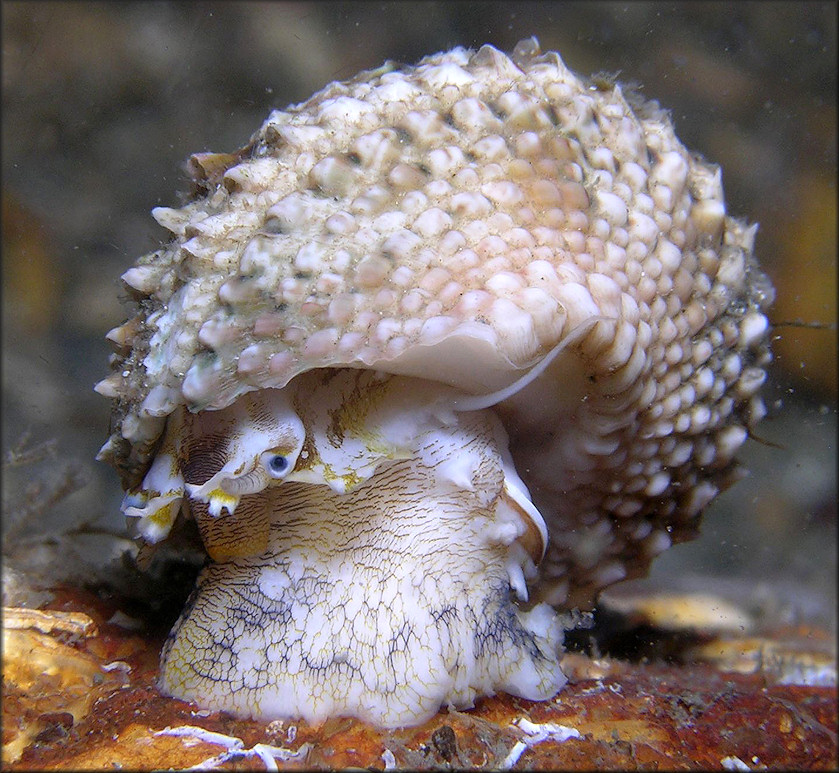 Turbo castanea Gmelin, 1791 Chestnut Turban In Situ