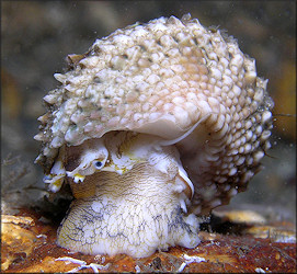 Turbo castanea Gmelin, 1791 Chestnut Turban In Situ