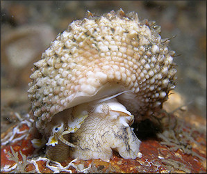 Turbo castanea Gmelin, 1791 Chestnut Turban In Situ