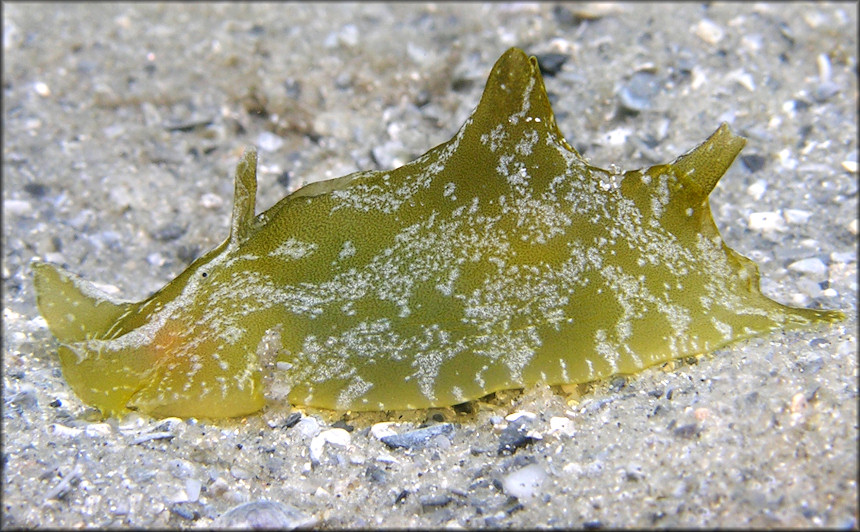 Syphonota geographica (A. Adams and Reeve, 1850) 