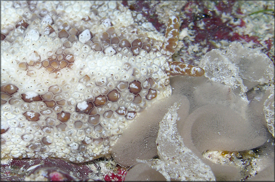 Pleurobranchus crossei Vaysirre, 1897 Laying Eggs