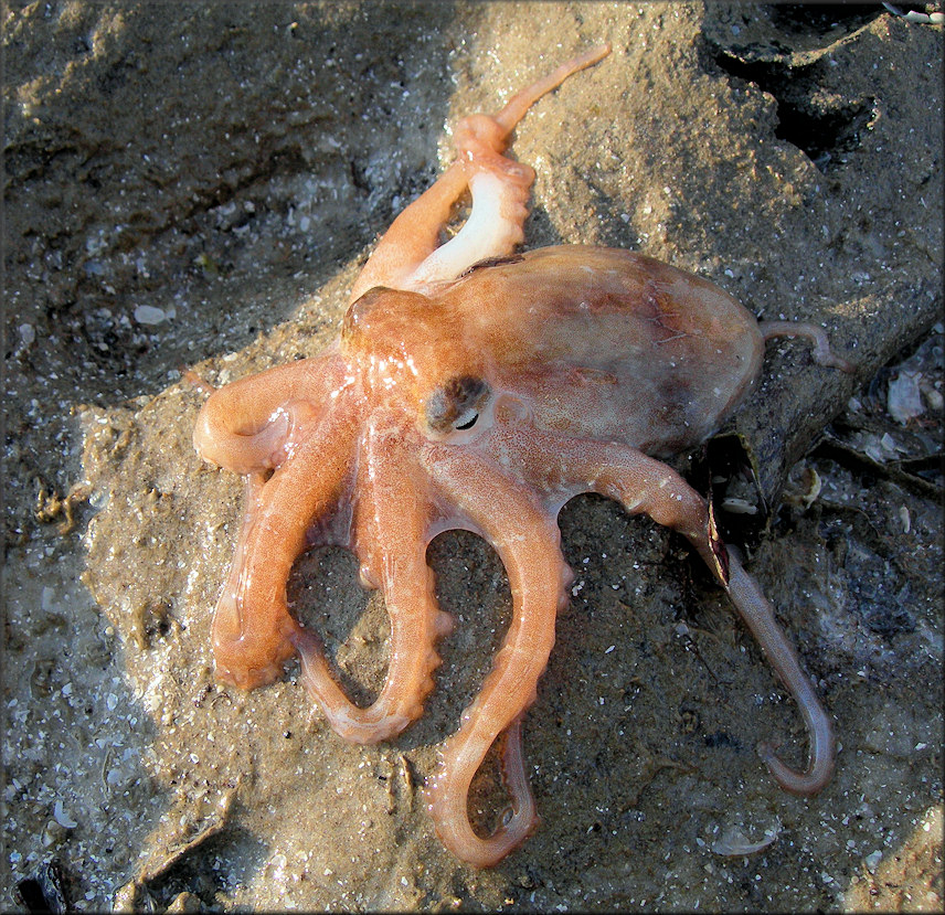 Octopus joubini Robson, 1929 Atlantic Pigmy Octopus