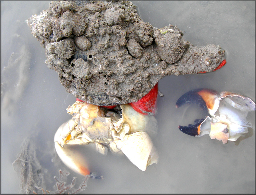 Triplofusus giganteus (Kiener, 1840) Devouring Deceased Stone Crab