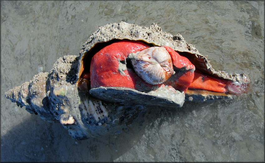 Triplofusus giganteus (Kiener, 1840) Devouring Dinocardium robustum (John Lightfoot, 1786)