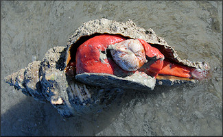 Triplofusus giganteus (Kiener, 1840) Devouring Dinocardium robustum (John Lightfoot, 1786)