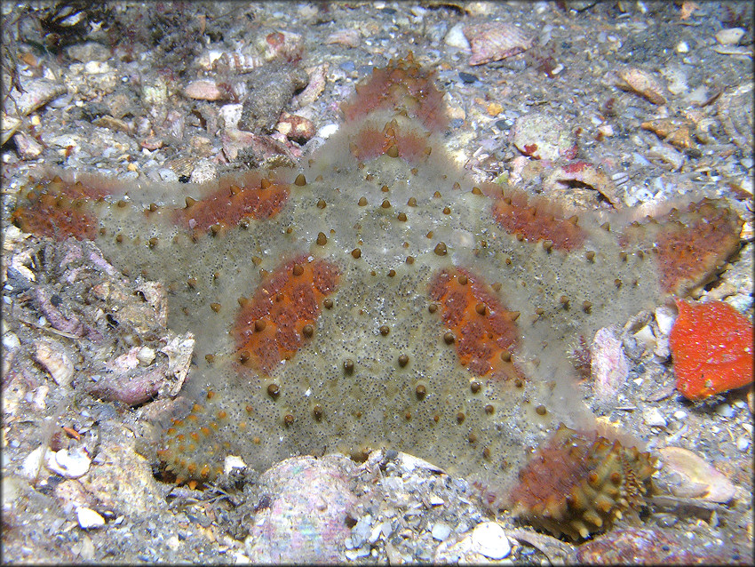 Oreaster reticulatus Cushion Sea Star Juvenile