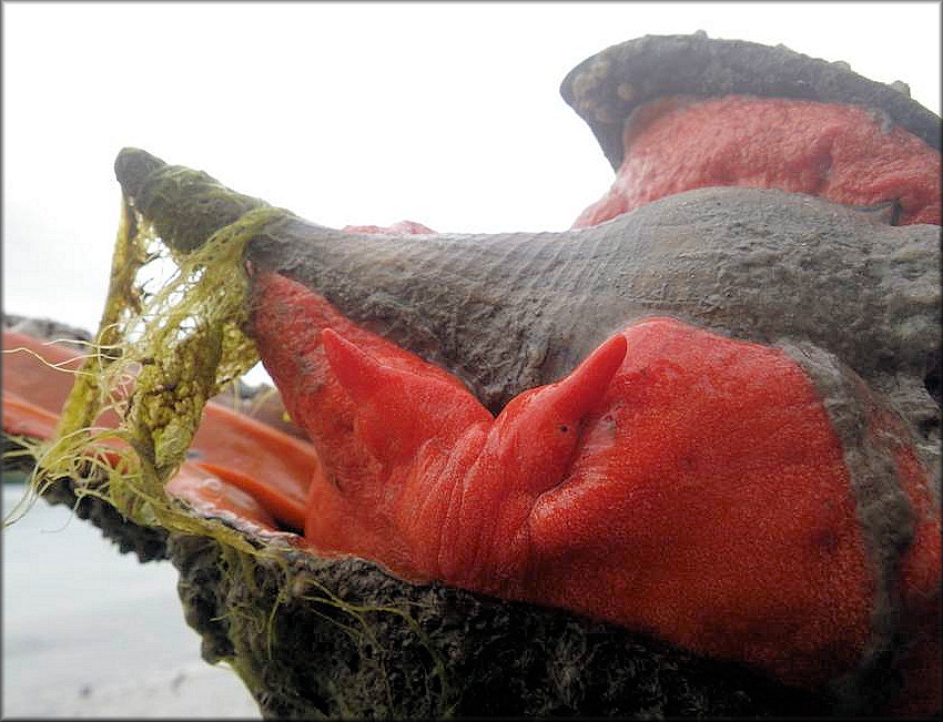   Triplofusus giganteus (Kiener, 1840) Devouring Busycon perversum (Linnaeus, 1758)