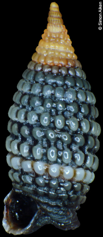 Nanaphora triticea (Pease, 1861)
