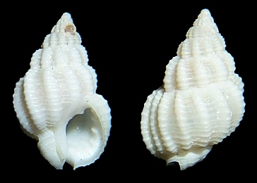 Phrontis paucicostatus (Marrat, 1877)