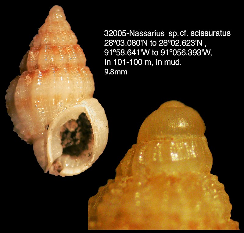 Phrontis species cf. scissuratus (Dall, 1889)