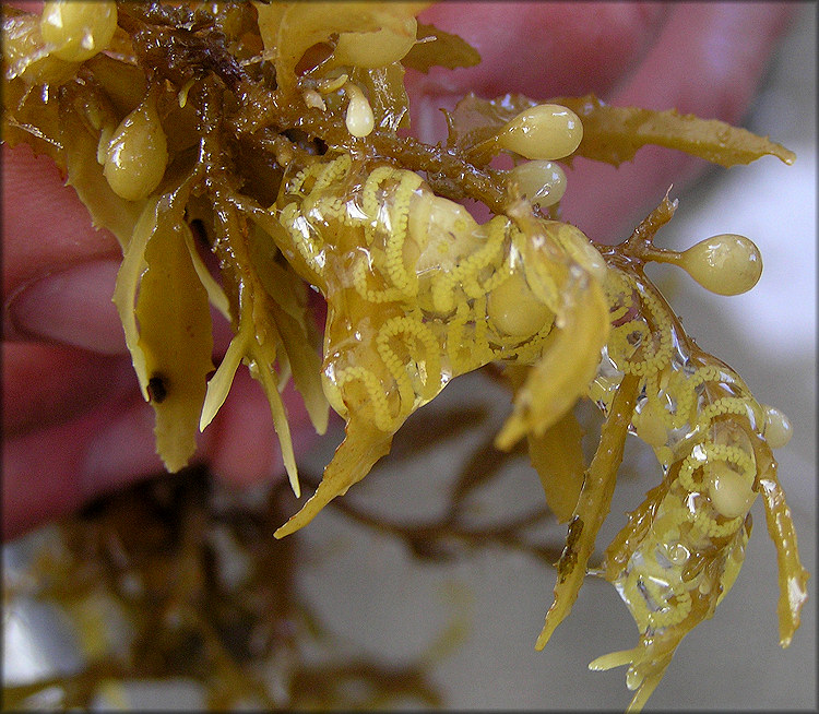 Scyllaea pelagica Linnaeus, 1758 Sargassum Nudibranch Egg Strands