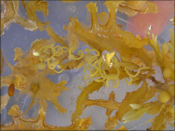 Scyllaea pelagica Linnaeus, 1758 Sargassum Nudibranch And Egg Strands