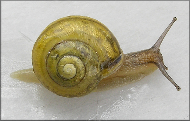 Cepaea hortensis (Mller, 1774) White-lip Gardensnail