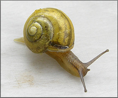 Cepaea hortensis (Mller, 1774) White-lip Gardensnail