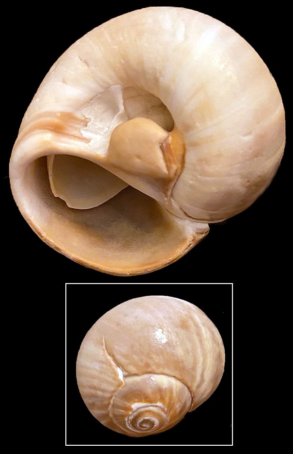 Neverita delessertiana (Récluz, 1843)