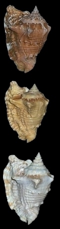 Lobatus raninus (Gmelin, 1791)