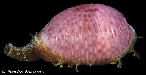 Niveria suffusa (Gray, 1827) Pink Trivia