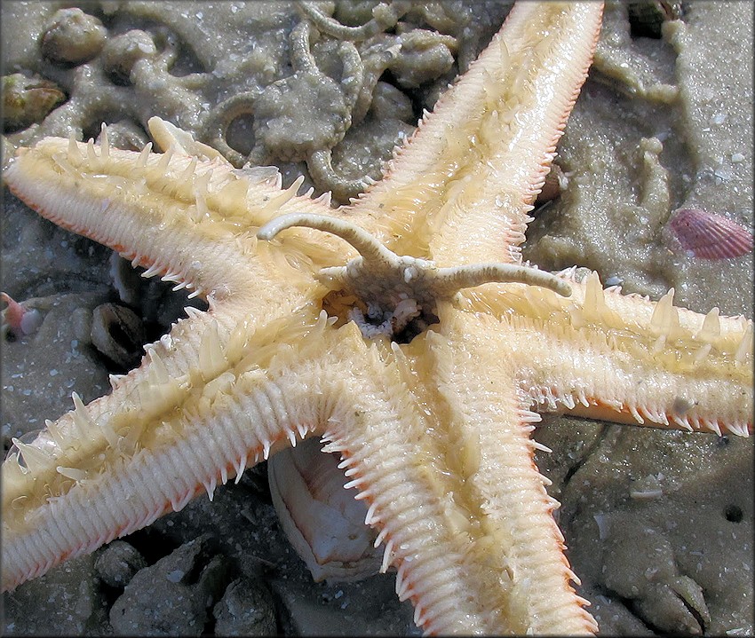 Luidia clathrata (Say, 1825) Lined Sea Star Feeding On Small Brittle Sea Star